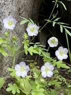 Image of Kirtley's nemophila