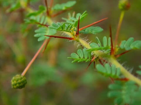 Acacia pulchella R. Br. resmi