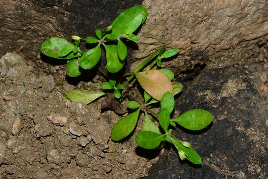 Imagem de Trigastrotheca pentaphylla (L.) Thulin