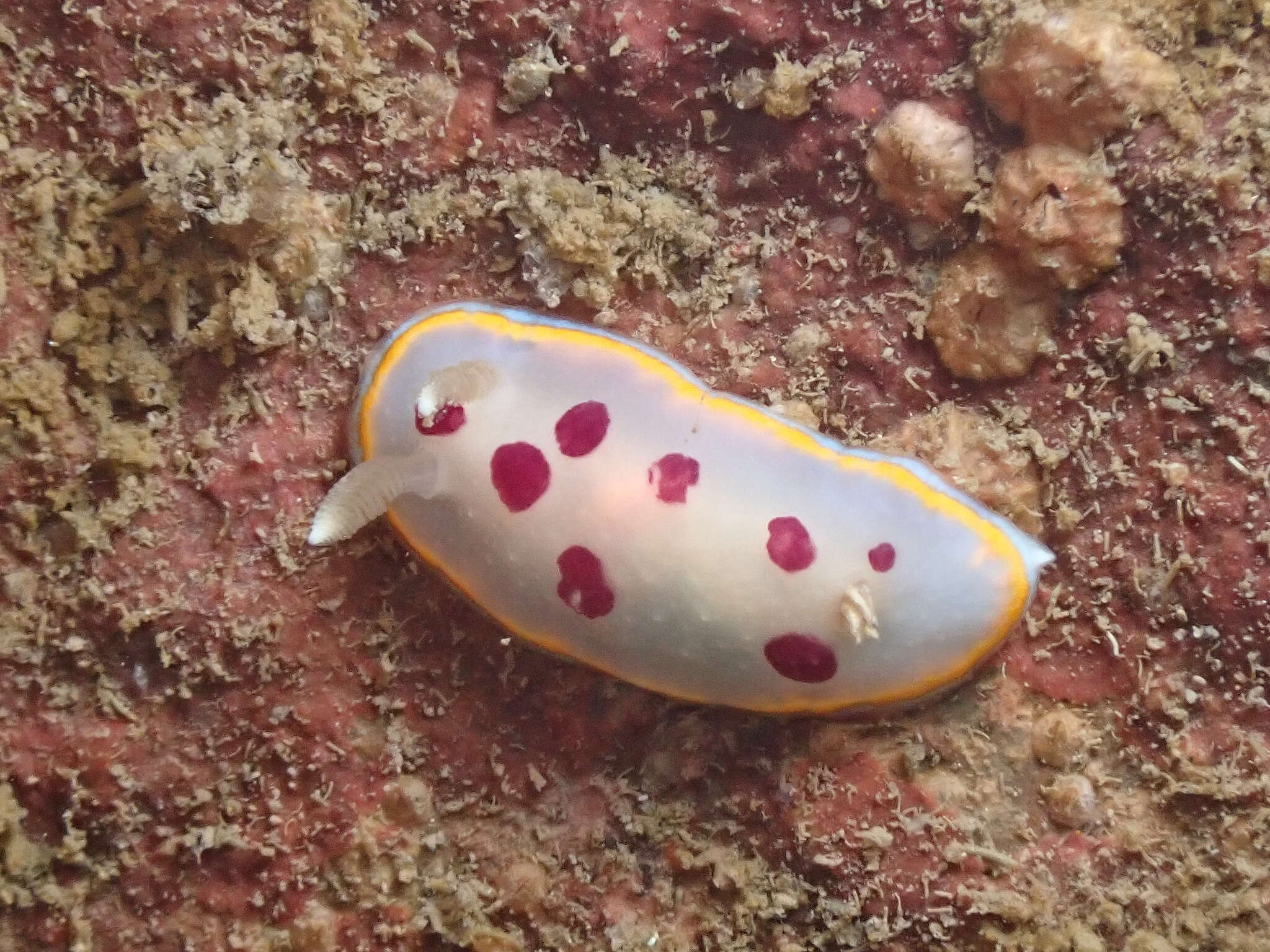 Image of Goniobranchus tumuliferus (Collingwood 1881)