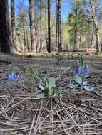 Image of Macdougal's bluebells