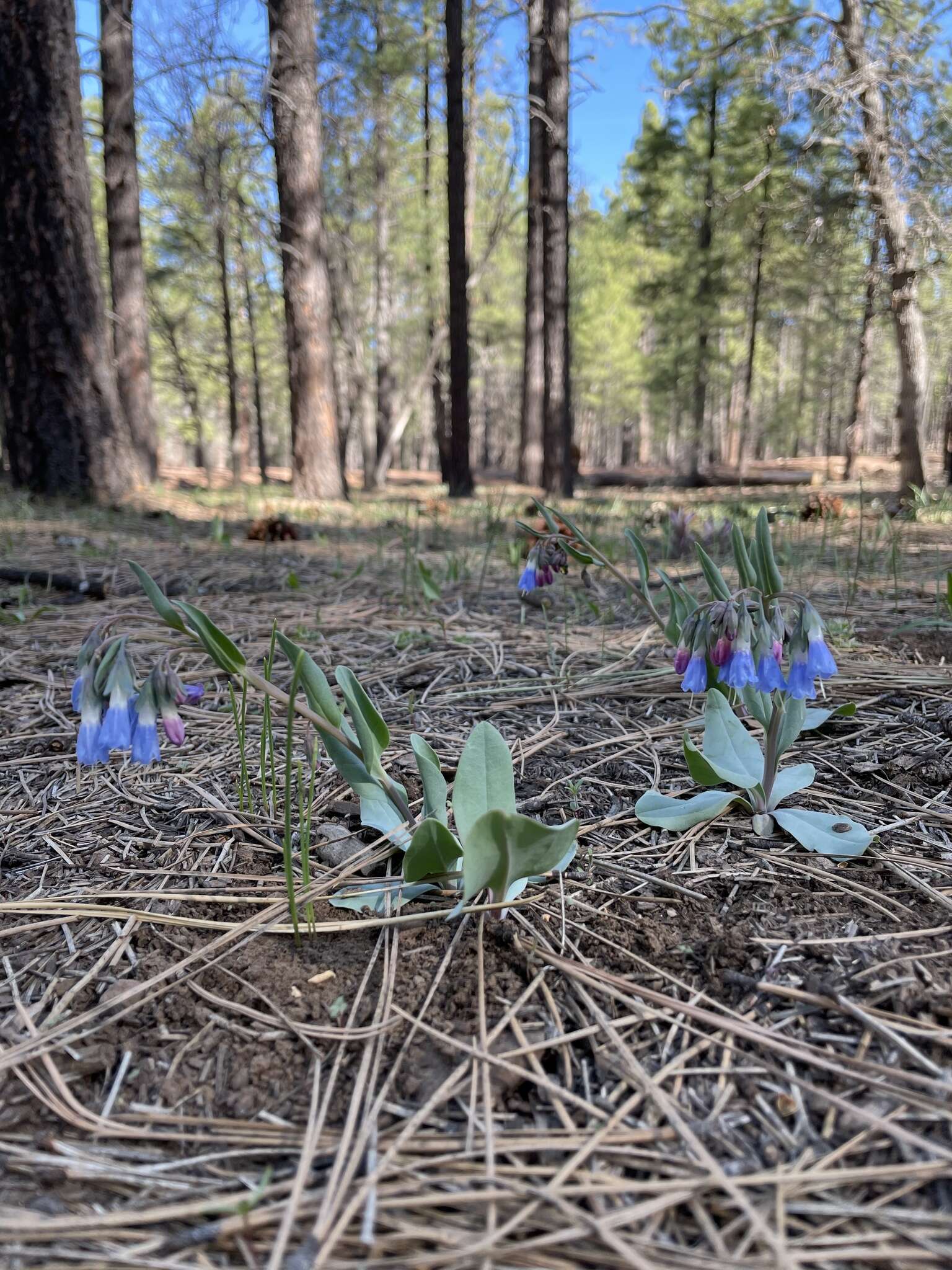 Image of Macdougal's bluebells