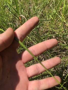 Image of Mingled Beak Sedge