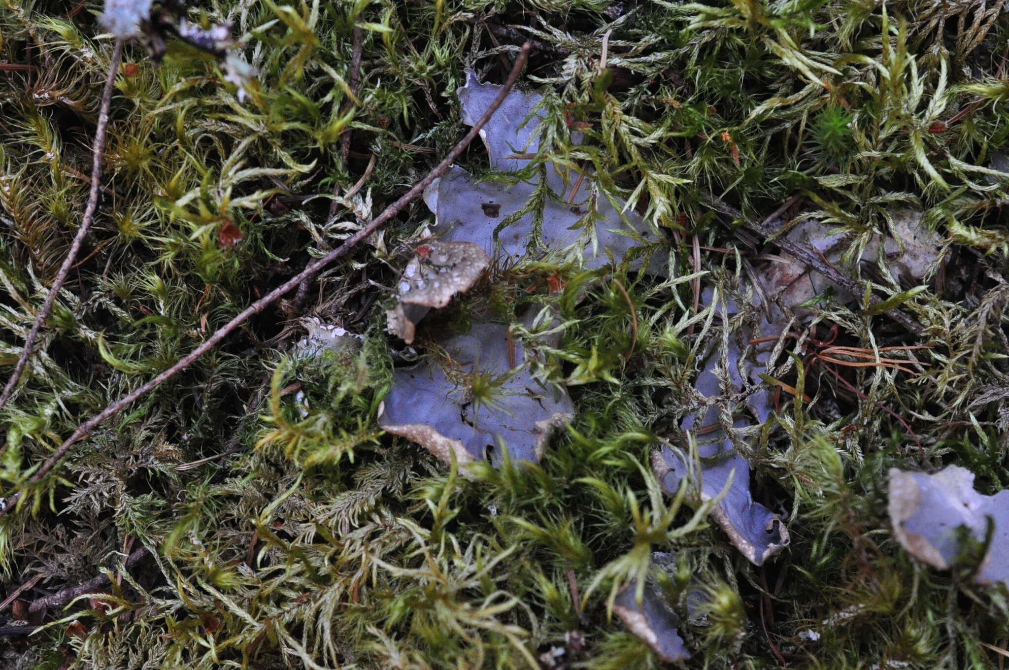 Image of felt lichen