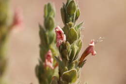 Imagem de Ruellia diversifolia S. Moore