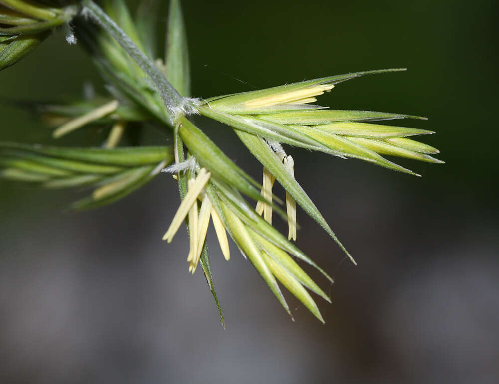 Imagem de Elymus coreanus Honda