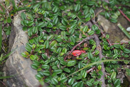 Image of Cotoneaster morrisonensis Hayata