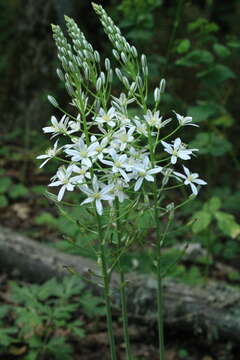 Image of Ornithogalum ponticum Zahar.