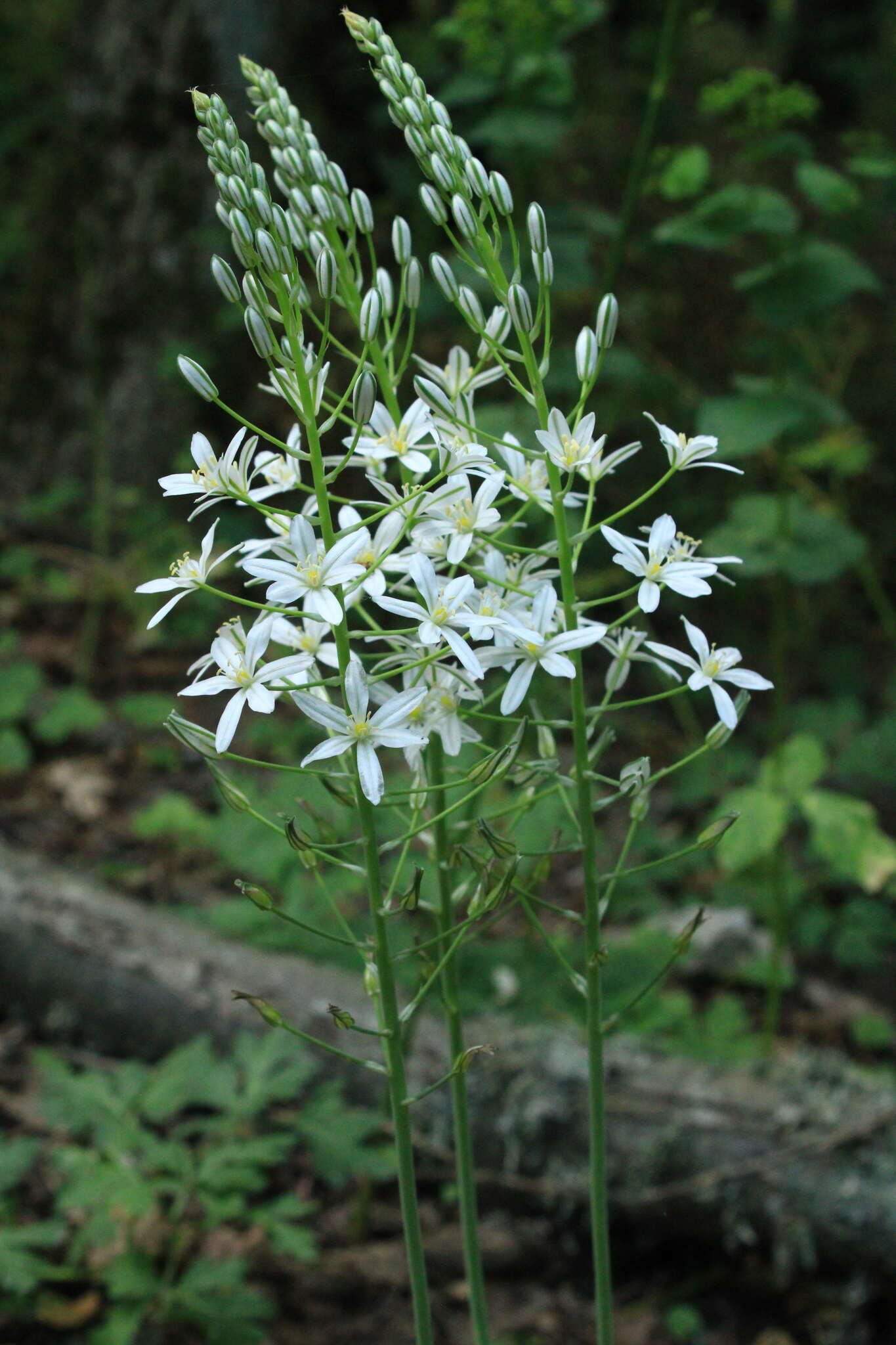 Image of Ornithogalum ponticum Zahar.