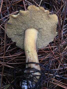 Image of Suillus tomentosus Singer 1960