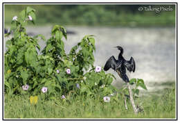 Image of Little Cormorant