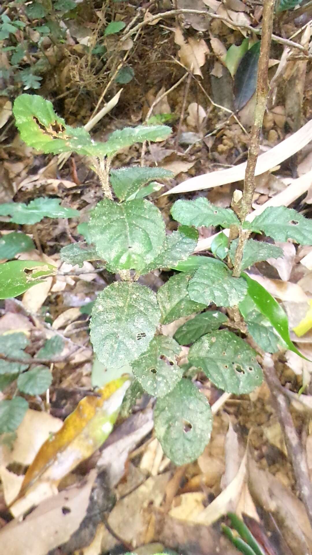 Image of Ardisia pusilla A. DC.