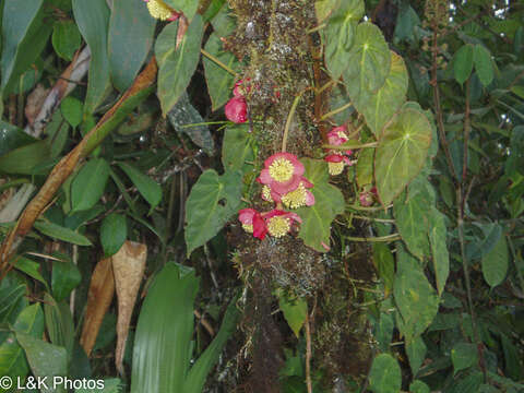 Image of Begonia pululahuana C. DC.