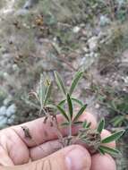 Слика од Potentilla astracanica subsp. callieri (Th. Wolf) J. Soják