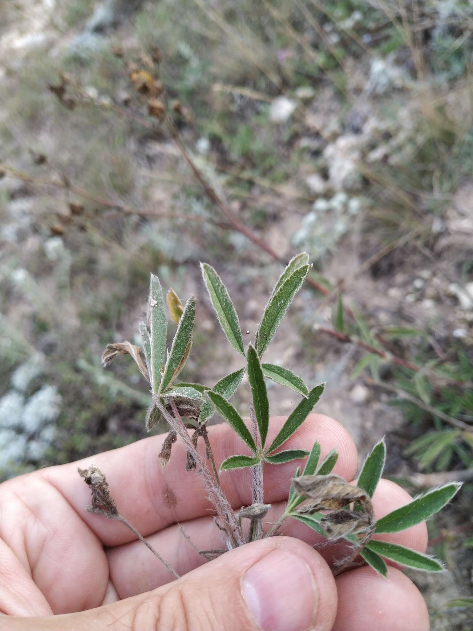 Image of Potentilla astracanica subsp. callieri (Th. Wolf) J. Soják