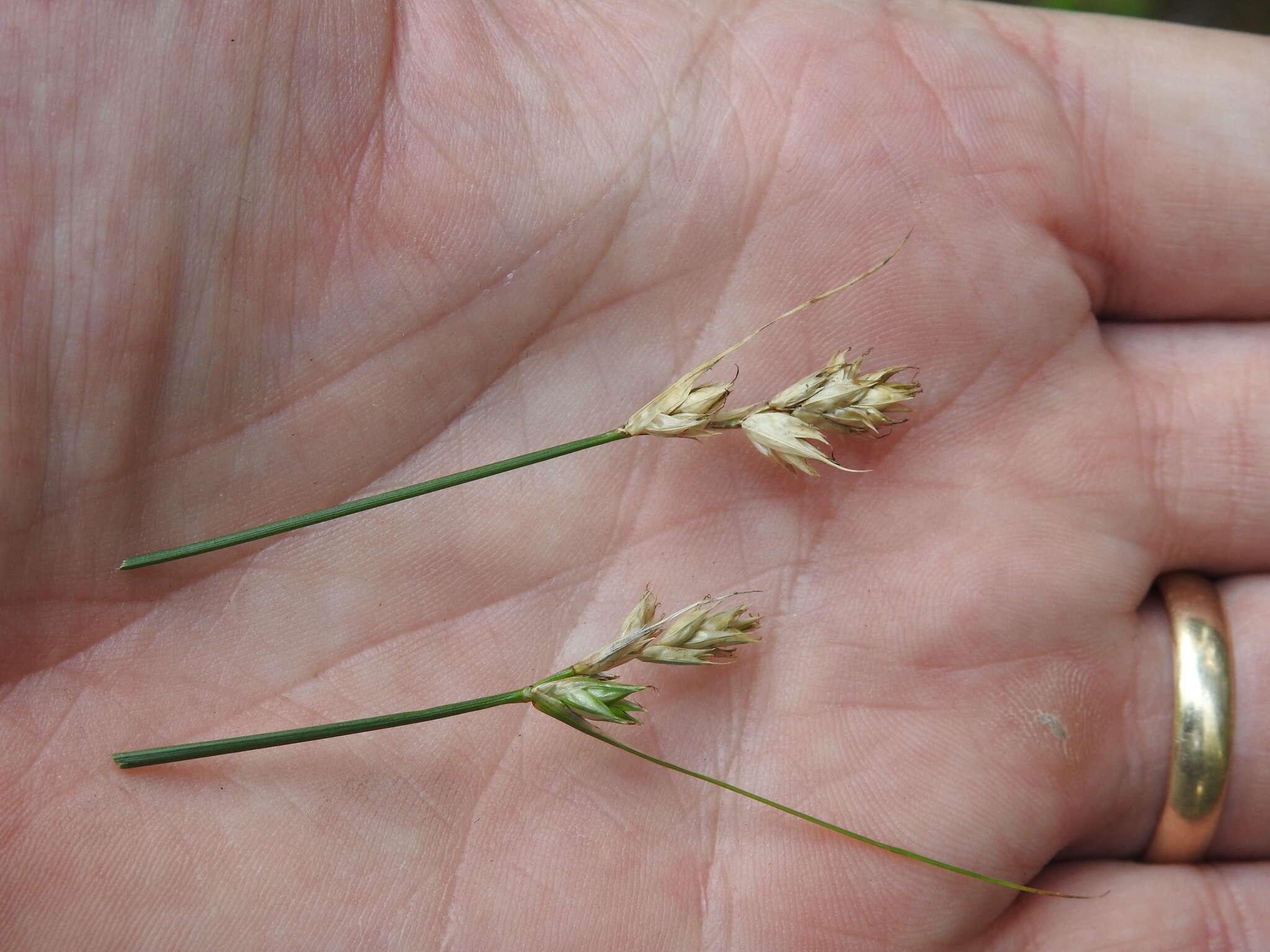 Image of lesser brown sedge