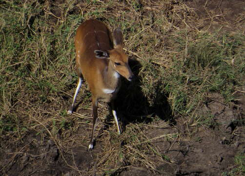 Image of Tragelaphus sylvaticus