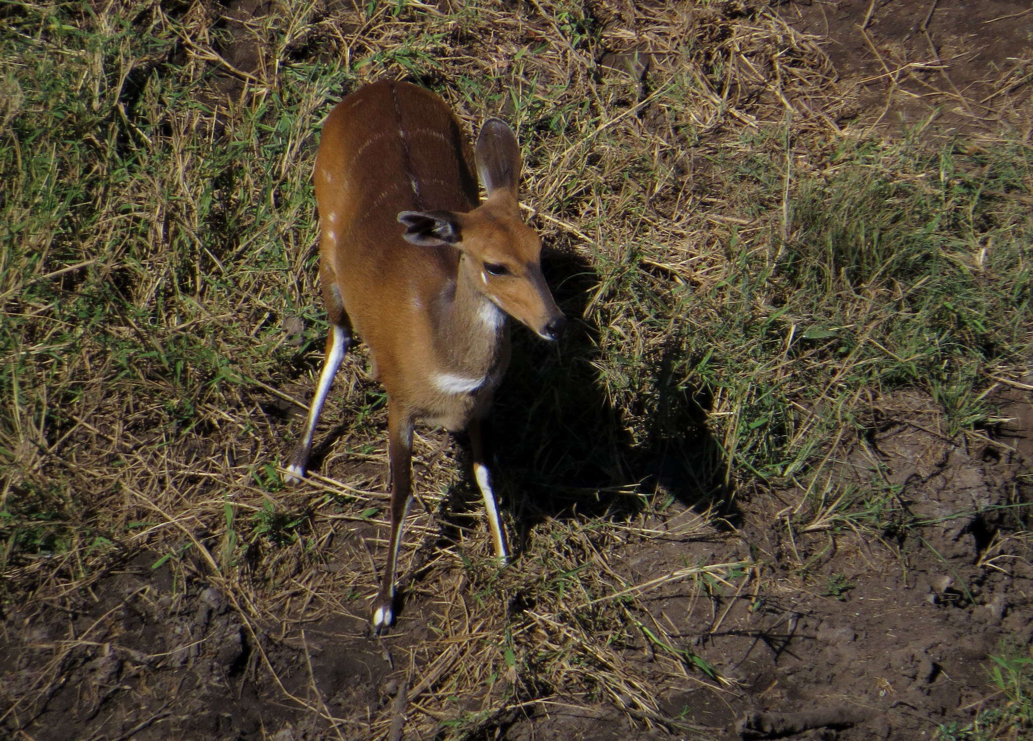 Imagem de Tragelaphus sylvaticus