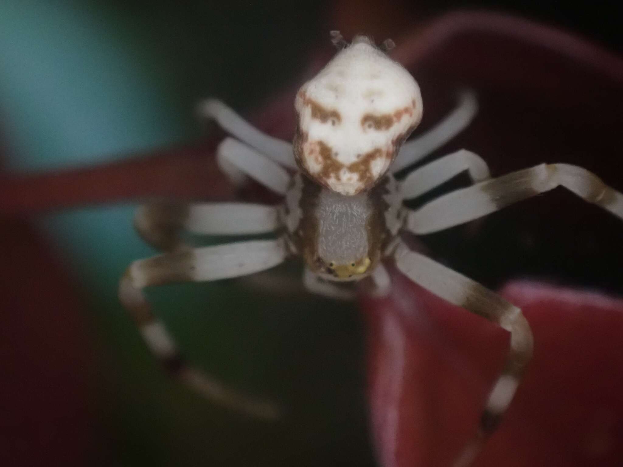 Sivun Mastira adusta (L. Koch 1867) kuva