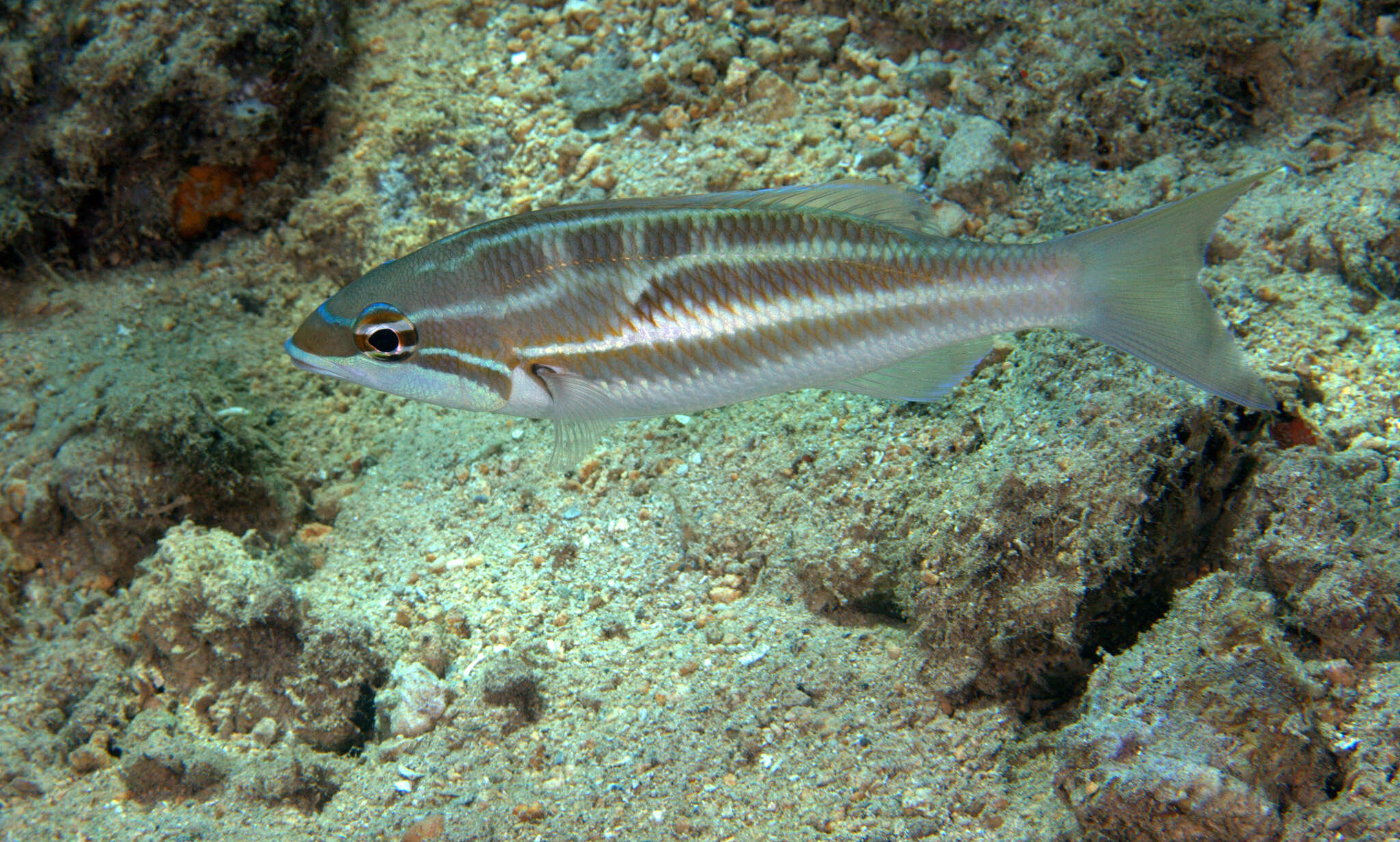 Image of Three-striped whiptail