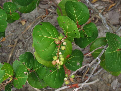 Coccoloba uvifera (L.) L. resmi