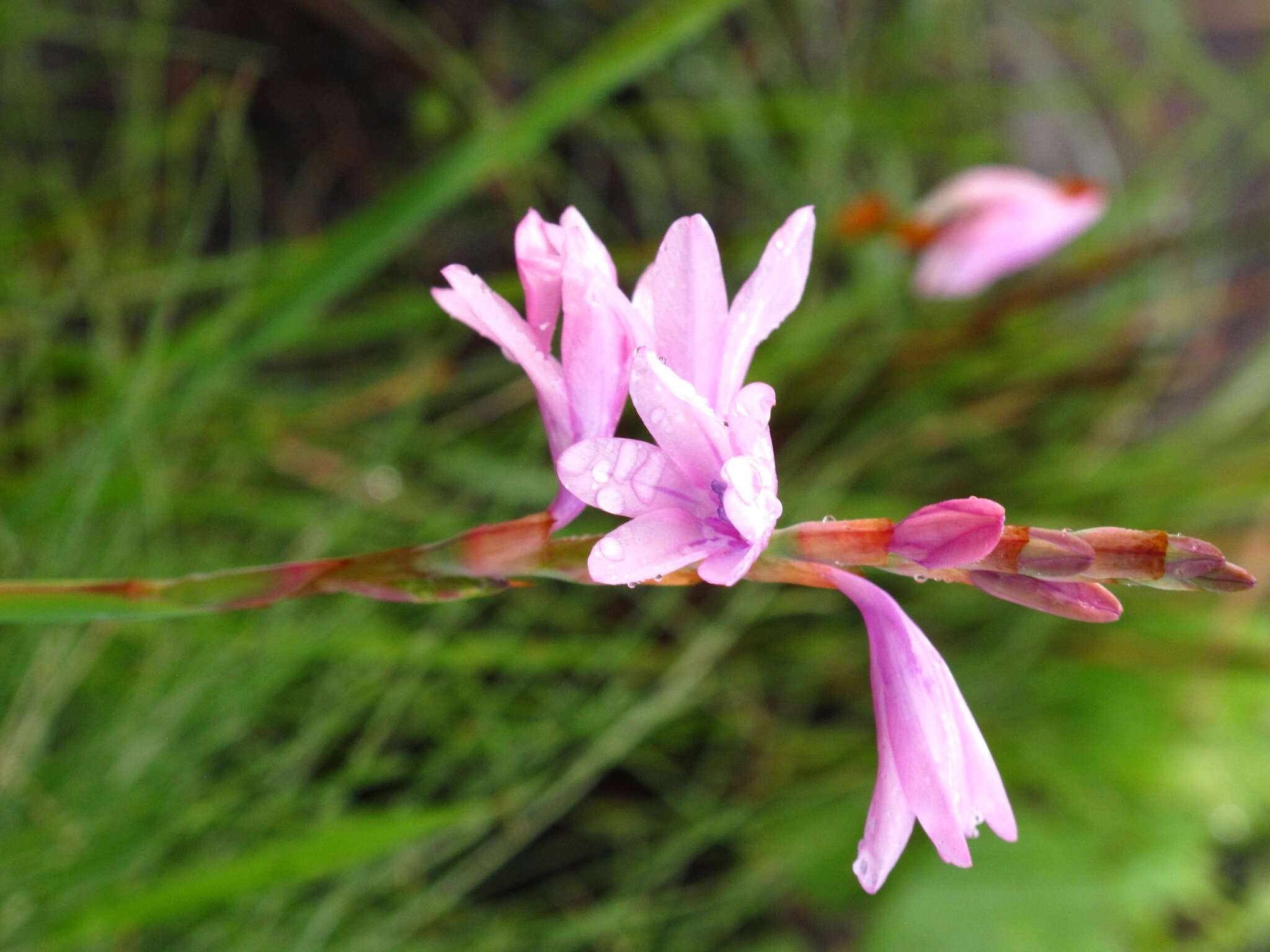 Image of Watsonia mtamvunae Goldblatt