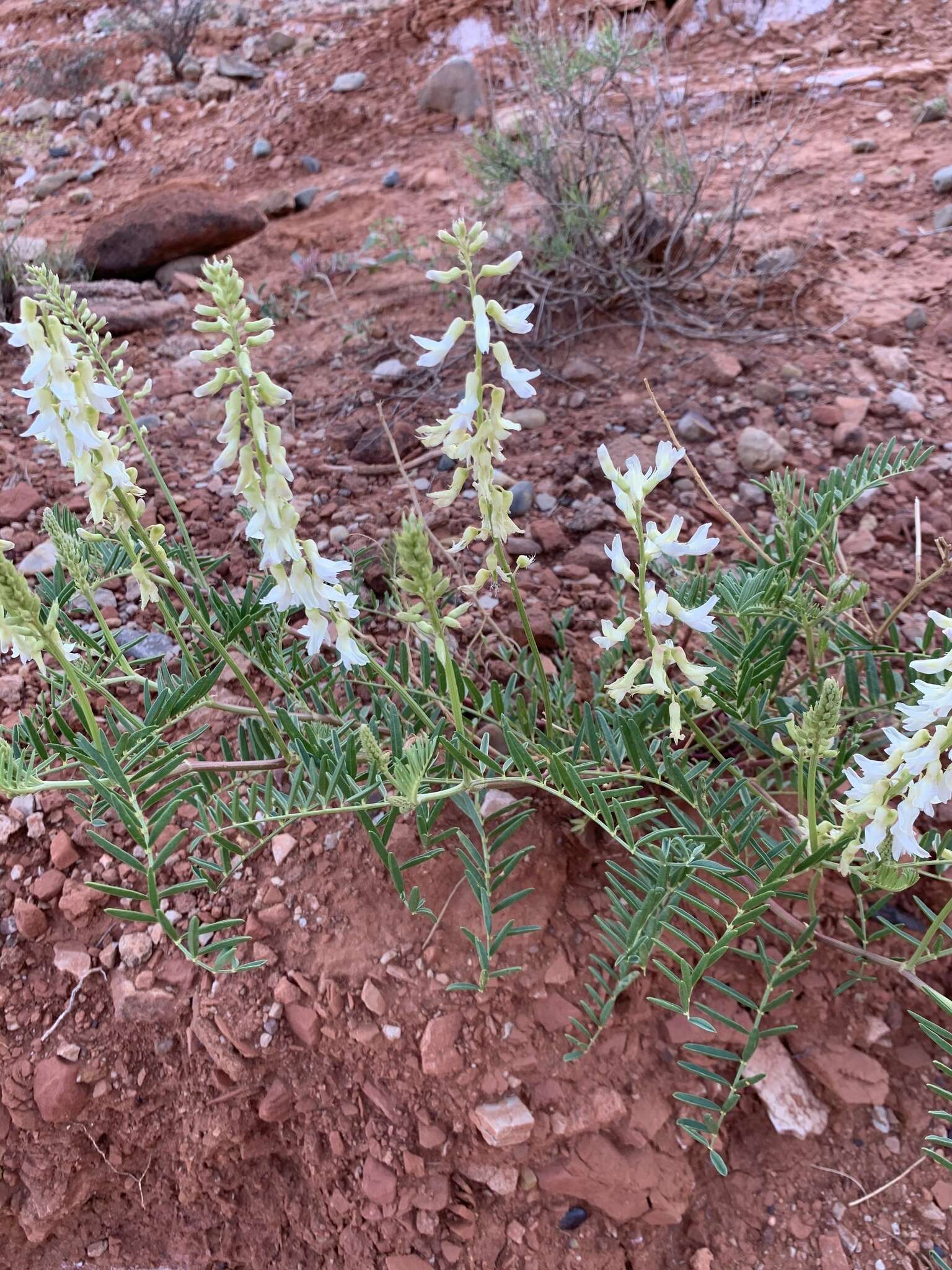 Imagem de Astragalus racemosus Pursh