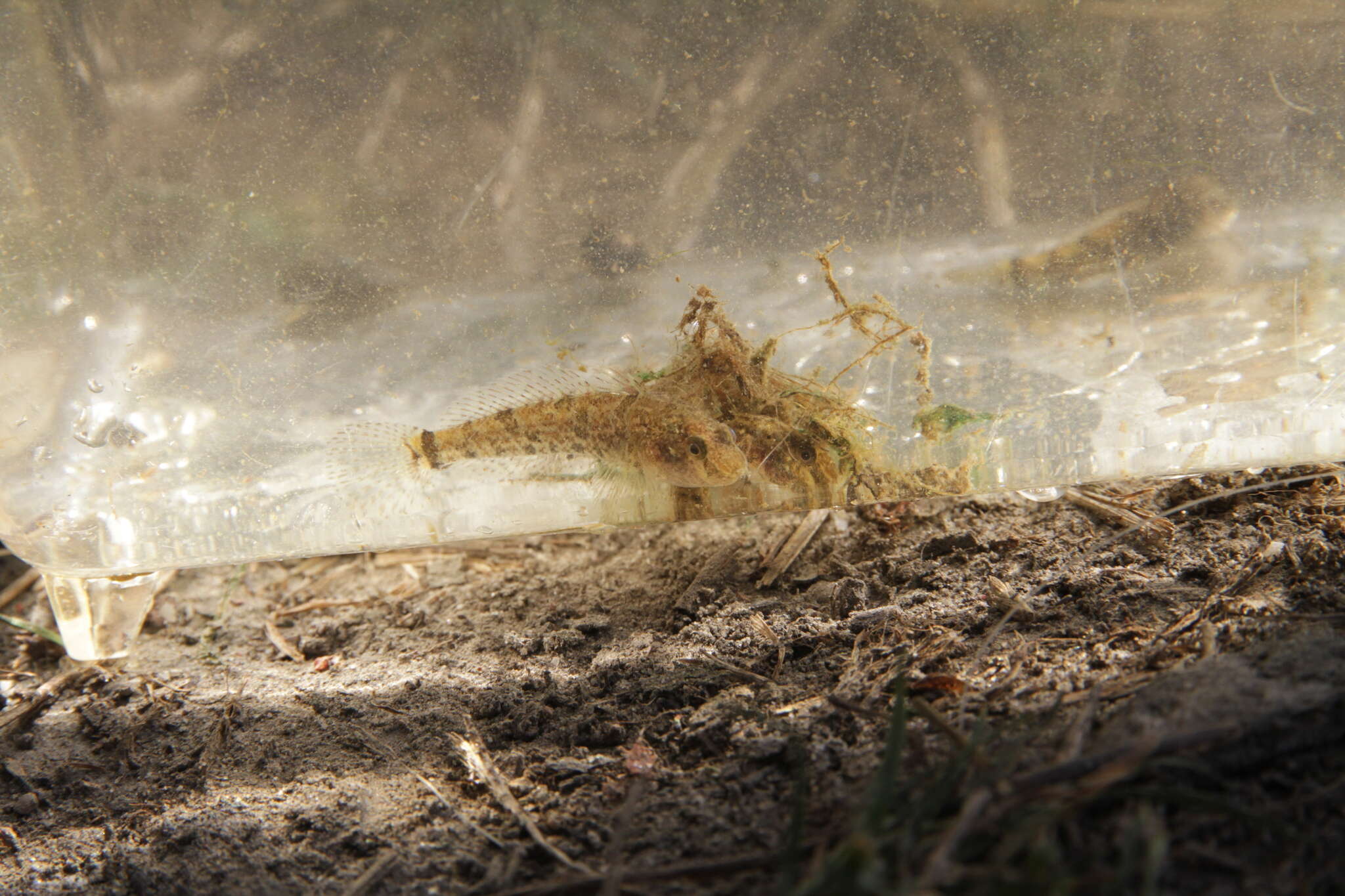 Image of Western tubenose goby