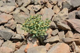 Image of Euphorbia rapulum Kar. & Kir.