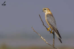 Image of Falco columbarius pallidus (Sushkin 1900)