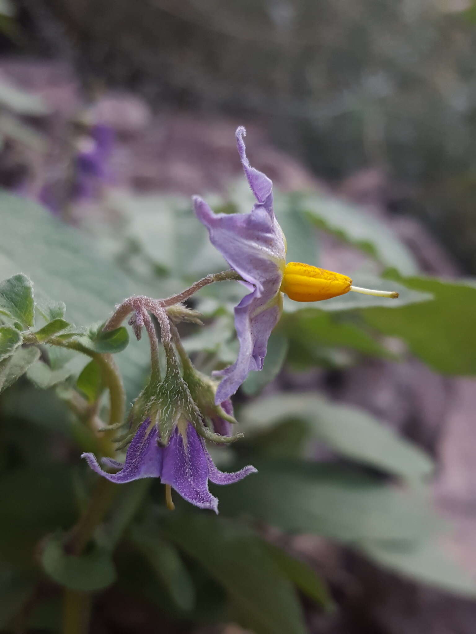 Solanum stoloniferum Schltdl. & Bouche的圖片