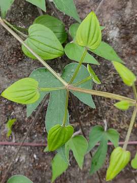 Image of Rubia argyi (H. Lév. & Vaniot) H. Hara ex Lauener