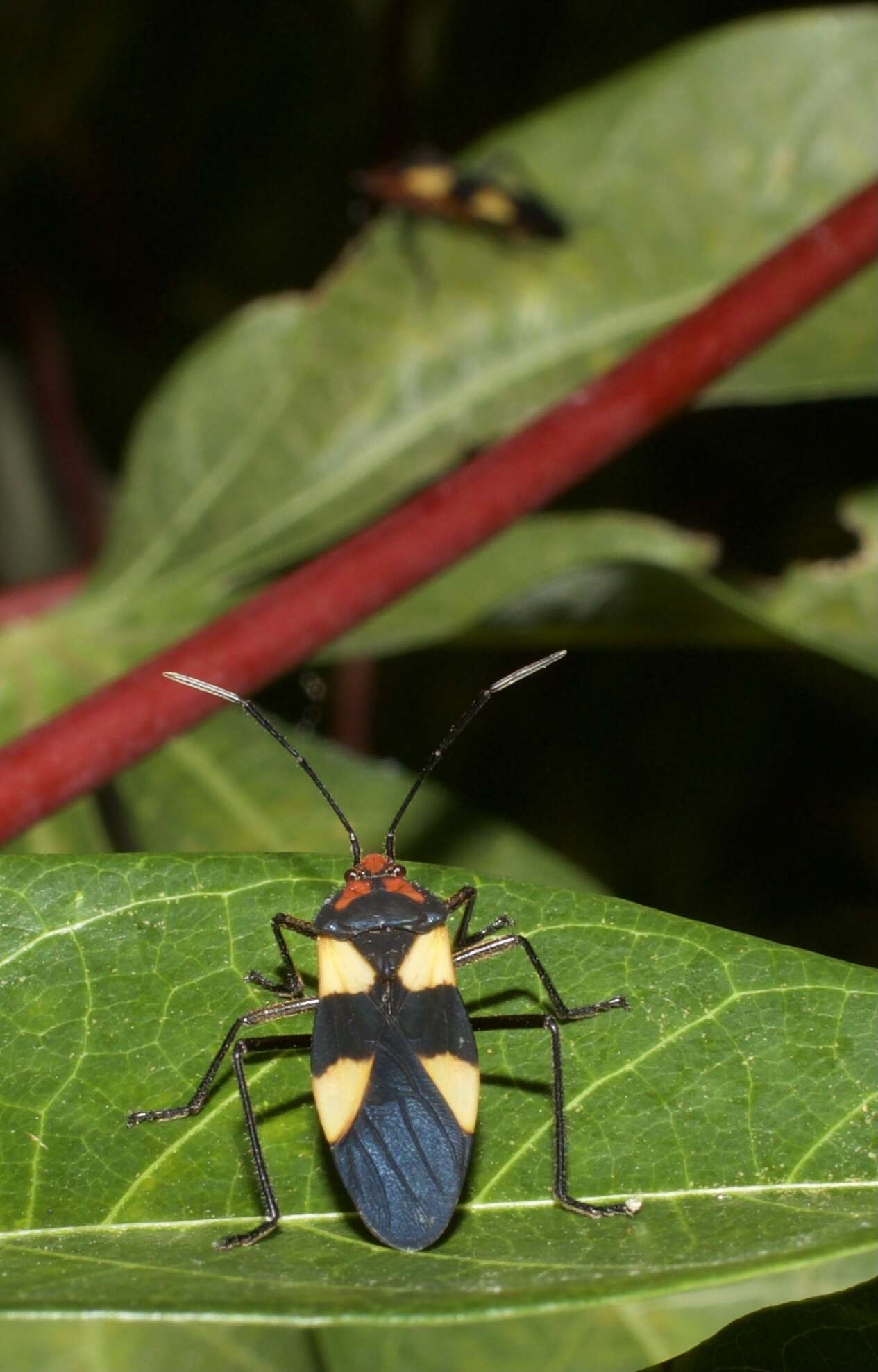 Image of Oncopeltus (Oncopeltus) varicolor (Fabricius & J. C. 1794)