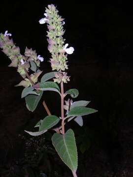 Salvia shannonii Donn. Sm. resmi