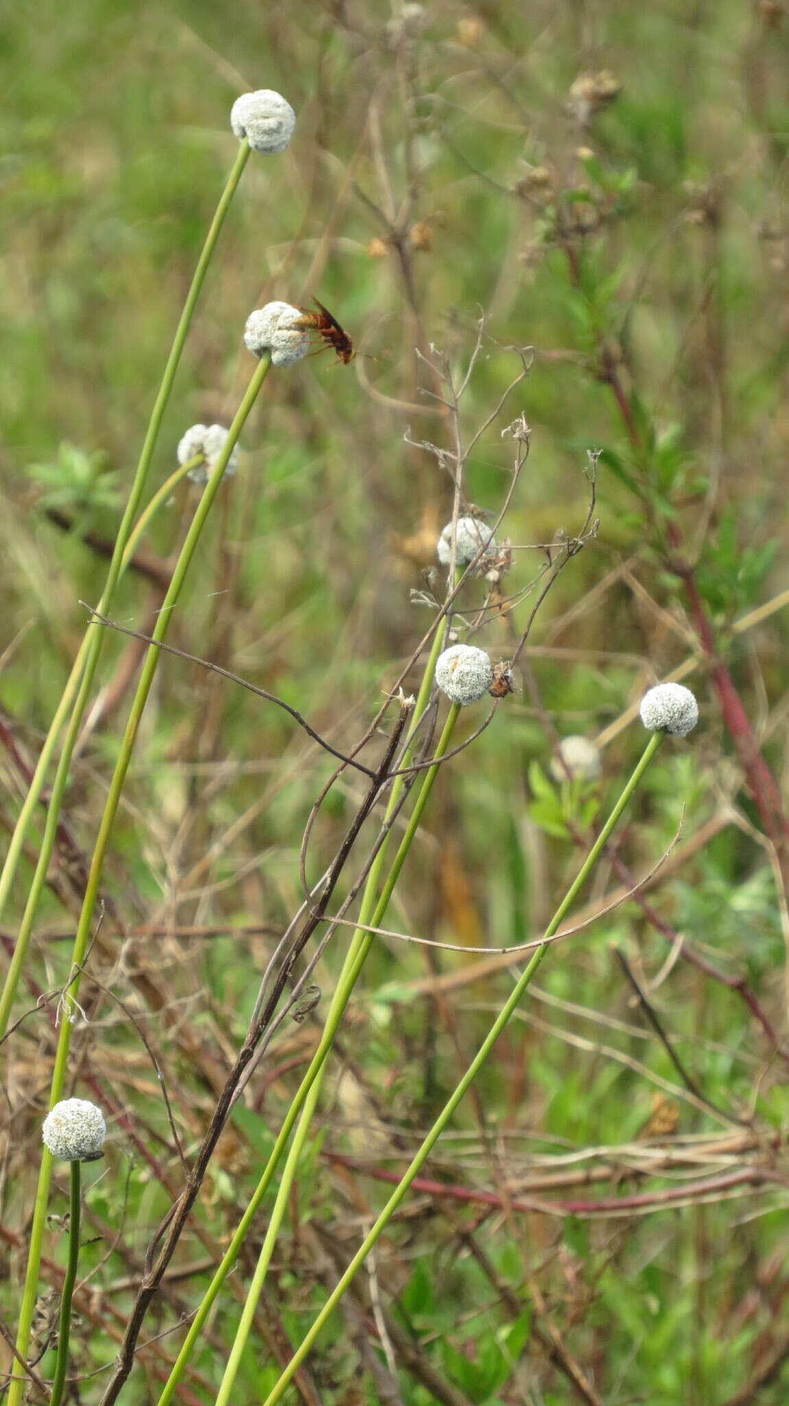 Image de Eriocaulon magnum Abbiatti