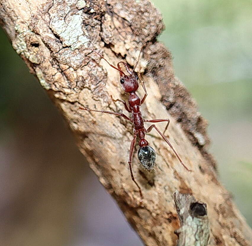 Image of Myrmecia comata Clark 1951