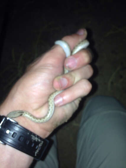 Image of Desert Night Snake