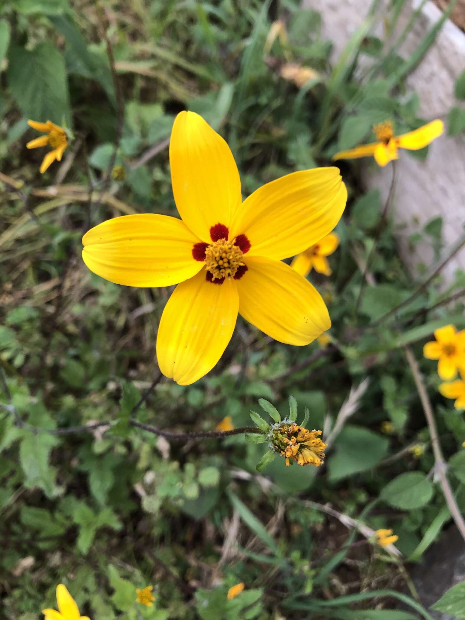 Image of Bidens bicolor Greenm.