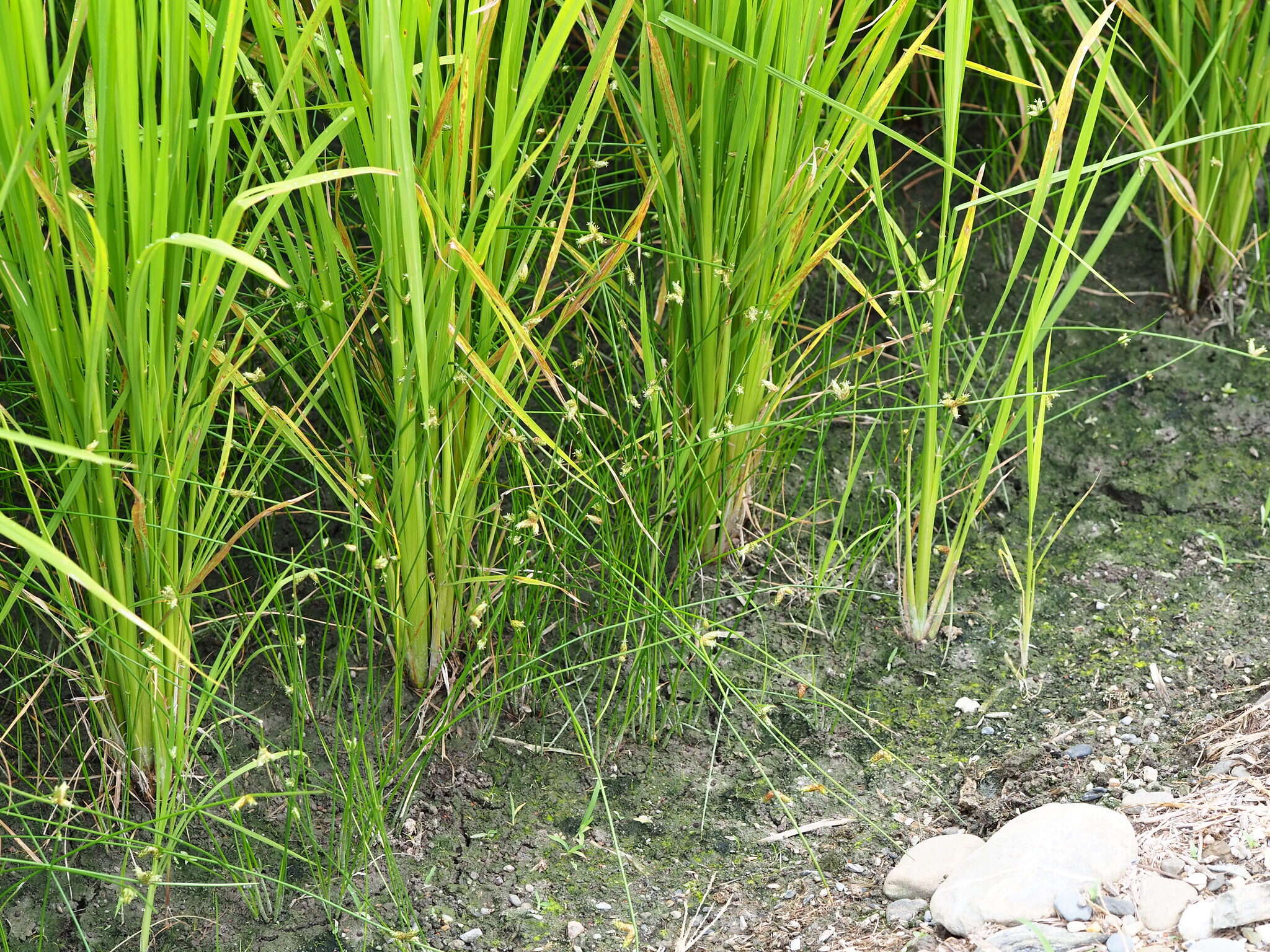 Sivun Schoenoplectiella juncoides (Roxb.) Lye kuva