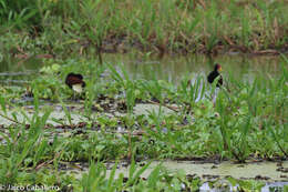 Image of Wattled Jacana