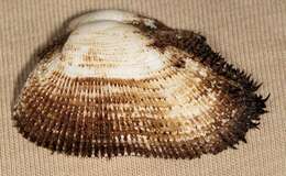 Image of leafy ark shell