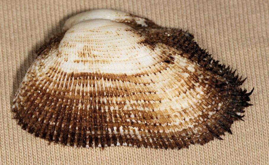 Image of leafy ark shell