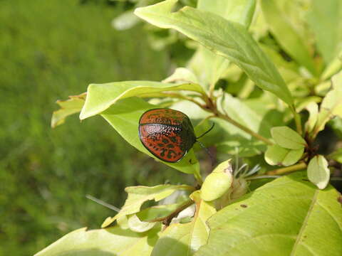 Discomorpha (Discomorpha) salvini (Baly 1864)的圖片