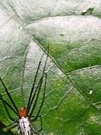 Image of Leucauge taiwanica Yoshida 2009