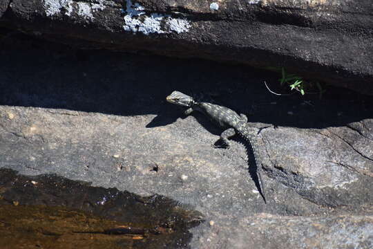 Image de Lézard des rochers du Drakensberg