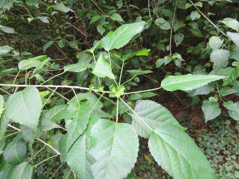 Image of Acalypha glabrata f. glabrata