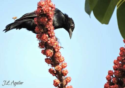 Image of Scrub Blackbird