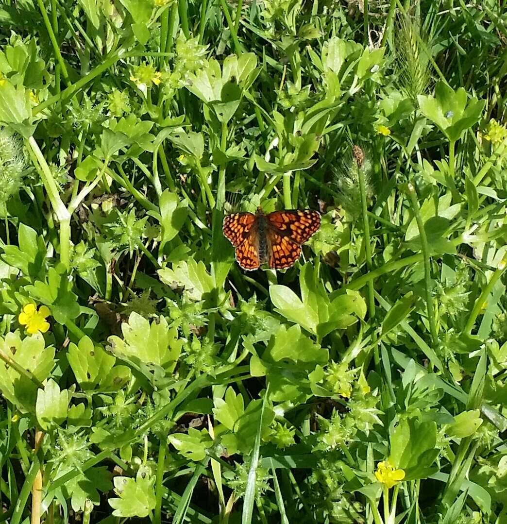 Image of Northern Checkerspot