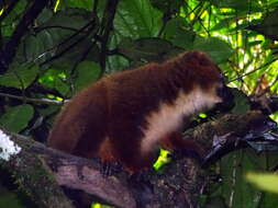 Image of Red-bellied Lemur