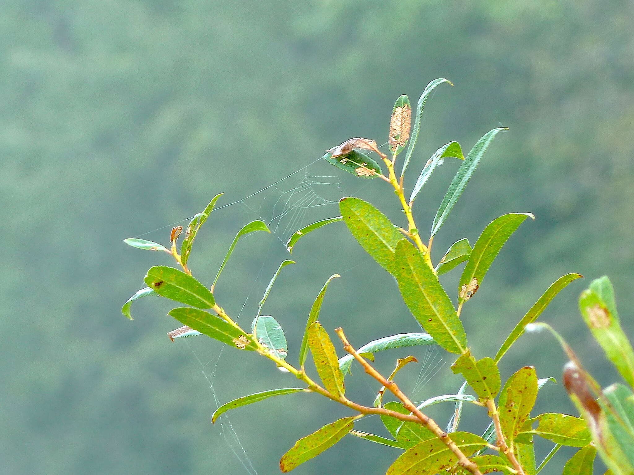 Imagem de Salix triandra L.